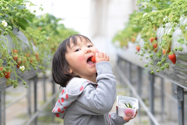 鳳凰の旅【京成船橋発】南房総満喫!頼朝桜・いちご狩り・お花摘みと旬彩のこだわり御膳<コースNo.24-1127>(京成トラベルサービス)2